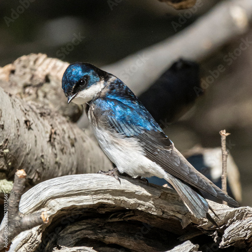 Bild auf Leinwand tree swallow on a branch