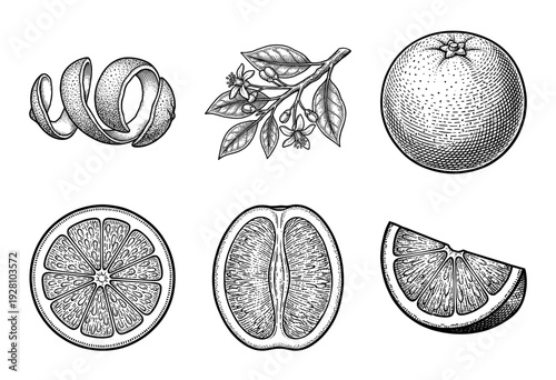 Set of citrus fruit botanical illustrations featuring whole orange, slices, peel, and blossoming branch in vintage woodcut engraving style.