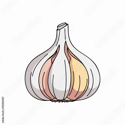 Detailed illustration of a vibrant garlic bulb showcasing its individual cloves and papery texture in an isolated design