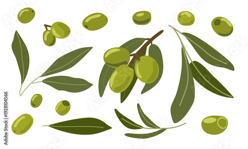 Olive branch and fruits vector illustration set