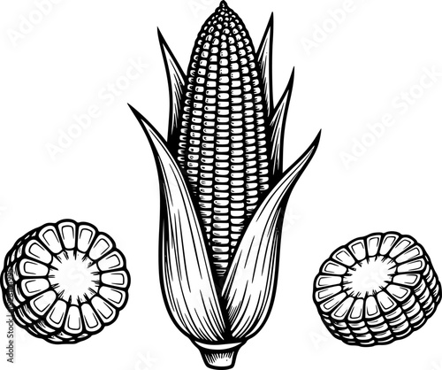 Detailed black and white of a corn cob with cross-sections a white background maize