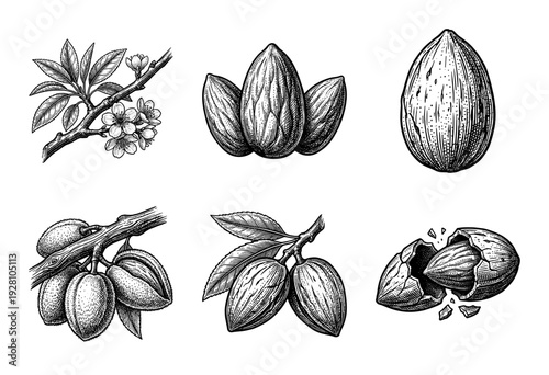 Vintage botanical almond collection featuring hand drawn ink sketches of nuts shells blossoms and leafy branches in woodcut style