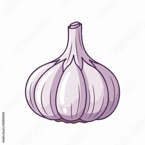Fresh garlic bulb illustration in vector style; culinary ingredient for flavoring and cooking; healthy pungent vegetable; vibrant colors detailed line work