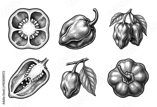 Habanero pepper botanical illustration set featuring whole chili pods, cross sections, and overhead views in a detailed vintage woodcut engraving style.