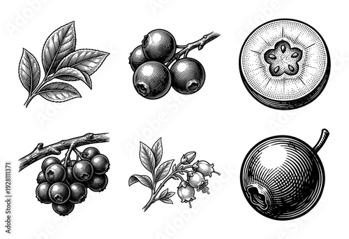 Vintage engraving style blueberry botanical collection featuring whole berries, sliced fruit, blooming flowers, and leafy branches on a plain white background.