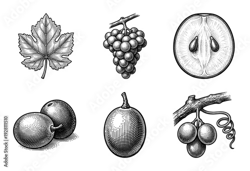 Vintage botanical engraving set of grapes featuring whole fruit clusters leaves and cross section details in woodcut style