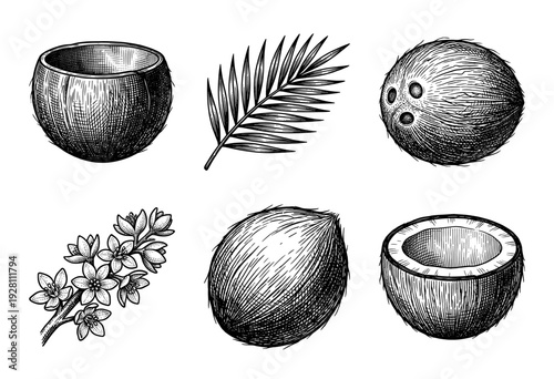 Vintage engraving style coconut botanical collection featuring whole fruit, cracked shells, palm leaf, and tropical blossoms in black and white line art.