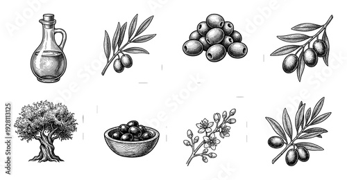 Vintage woodcut style olive collection featuring oil bottle, branches with fruit, blossoming flowers, and a gnarled ancient tree