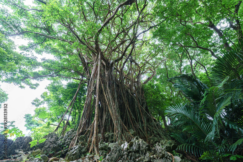 Fototapeta premium Banyan tree roots in Okinawa jungle, Japan