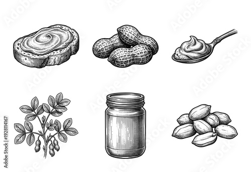 Peanut and peanut butter collection featuring hand drawn vintage engraving style illustrations of shells, spread on bread, a jar, and the plant.