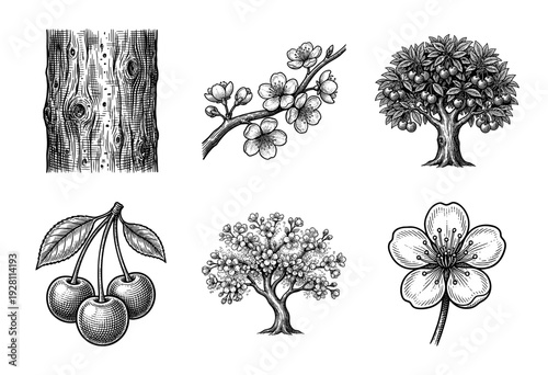 Vintage hand drawn botanical engraving of cherry tree elements including bark texture, blossoms, branches, and ripe fruit clusters.