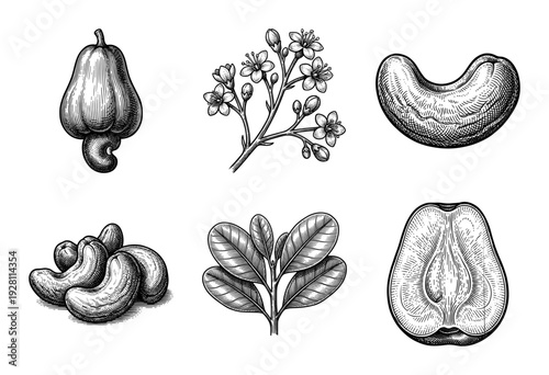 Vintage engraving style illustration of cashew plant parts including fruit, nuts, blooming flowers, and foliage on a white background.
