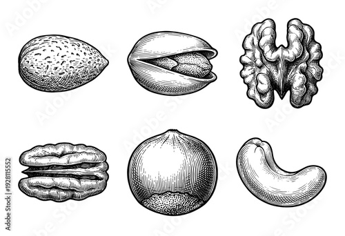 Set of hand drawn monochrome nut illustrations including almond pistachio walnut pecan hazelnut and cashew in a vintage engraving style