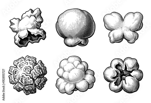 Vintage engraving style popcorn collection featuring six unique puffed kernels in detailed hand drawn line art.