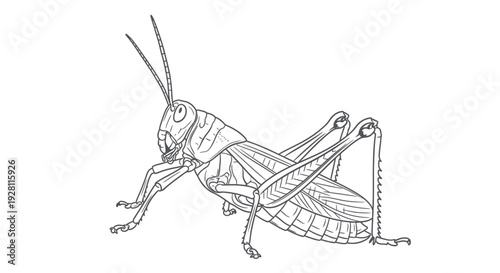 Detailed Line Drawing of a Grasshopper Insect.