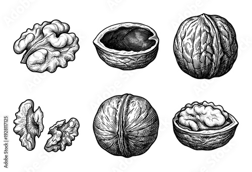 Set of walnut botanical illustrations in vintage engraving style featuring whole nuts, cracked shells, and kernels
