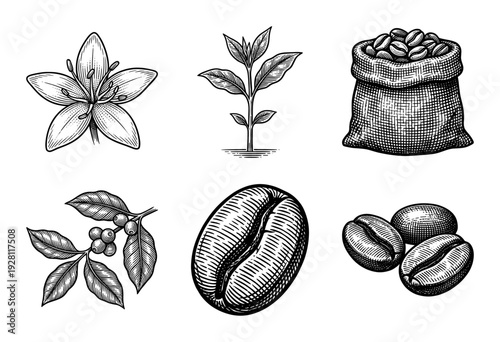 Set of vintage woodcut style coffee botanical illustrations featuring flowering branch, seedlings, burlap sacks, and roasted beans.