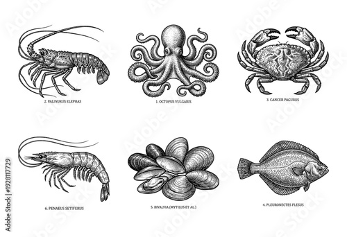 Vintage engraving collection of edible marine life including lobster, octopus, crab, flatfish, mussels, and shrimp in a detailed scientific woodcut style.
