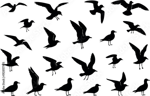 Flying Seagulls and Standing Coastal Birds Silhouette Vector Shapes Nature Wildlife Black Bird Clipart Collection