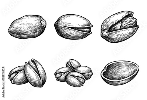 Vintage hand drawn engraving of pistachios collection featuring whole nuts cracked shells and kernels in a classic woodcut style