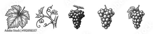 Vintage engraving of grape vine elements including leaves bunches and tendrils in a hand drawn sketch style