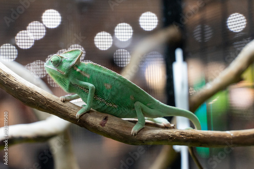 A striking photograph capturing a Veiled Chameleon perched confidently on a natural tree branch. The image emphasizes the reptile’s tall casque, textured scales, and vibrant green coloration accented 