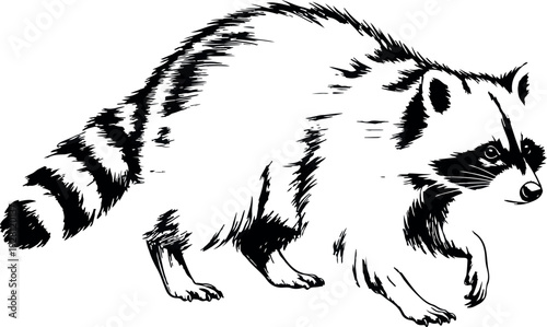 Hand Drawn Raccoon Sketch Detailed Black and White Wildlife Illustration Walking Raccoon Vector Art for Nature Lovers