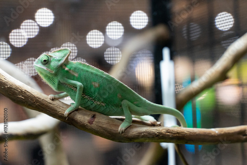 A striking photograph capturing a Veiled Chameleon perched confidently on a natural tree branch. The image emphasizes the reptile’s tall casque, textured scales, and vibrant green coloration accented 