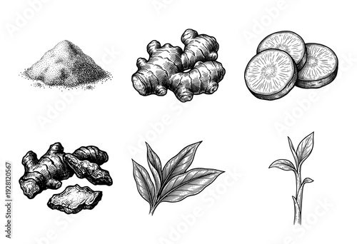 Botanical illustration set of ginger root and turmeric featuring whole rhizomes, sliced sections, leaves, and ground powder in a vintage woodcut style.