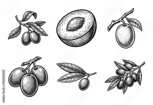 Vintage hand drawn olive branches and fruits in woodcut engraving style including cross section and ripe drupes