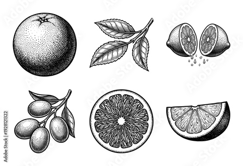 Vintage citrus fruit engraving collection featuring lemon slices lime halves kumquats and leaves in a detailed monochrome woodcut style