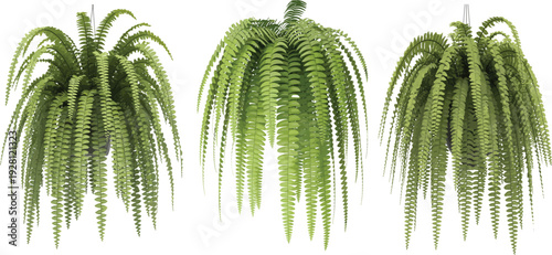 Three hanging fern plants with lush cascading fronds isolated on white background, showcasing vibrant green foliage, natural beauty, and decorative indoor greenery