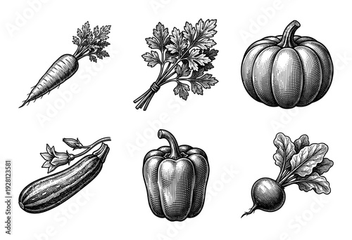 Collection of hand drawn vintage engraving style vegetable illustrations featuring carrot parsley pumpkin zucchini bell pepper and radish