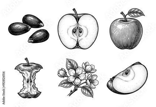 Vintage style botanical apple illustration set featuring whole fruit, cross section, core, seeds, and blossoms in black and white engraving