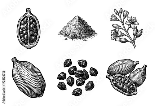 Vintage engraving of cardamom spice set featuring whole pods, seeds, powder, and botanical flowers in a detailed woodcut style