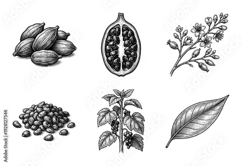 Vintage engraving of cardamom spice plant elements featuring dried pods, cross section with seeds, flowering branch, and botanical leaves