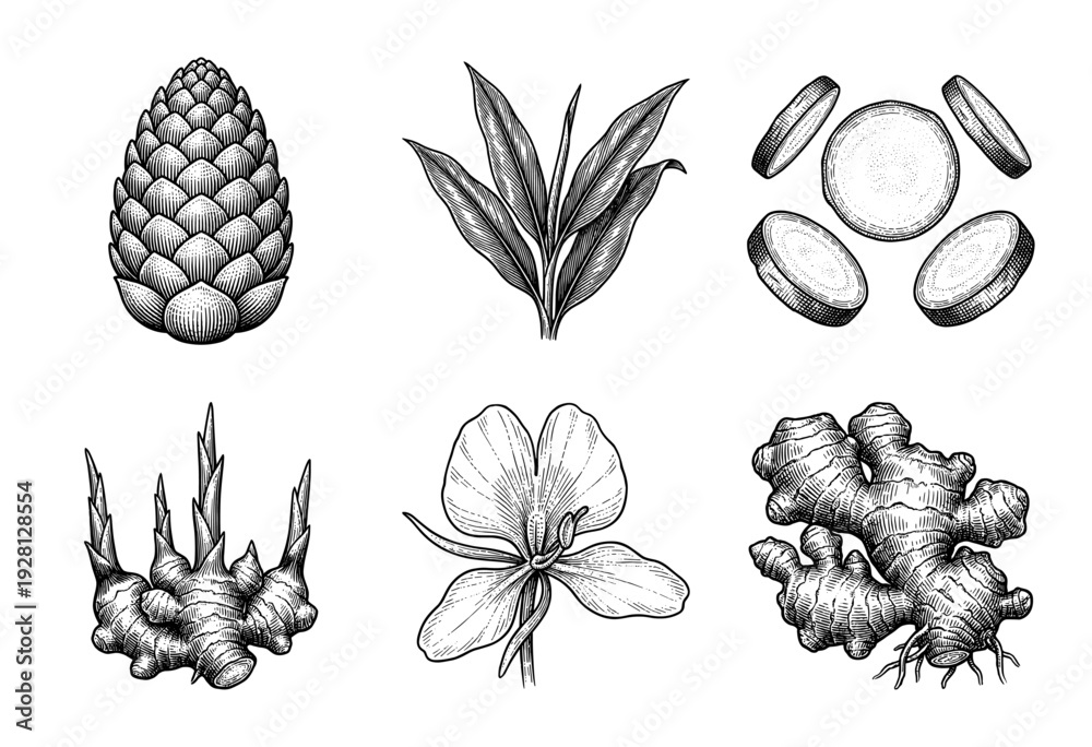 Obraz premium Botanical hand drawn engraving of ginger plant parts including rhizome, sliced root, leaves, flower, and bud in vintage woodcut style