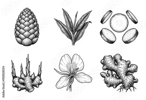 Botanical hand drawn engraving of ginger plant parts including rhizome, sliced root, leaves, flower, and bud in vintage woodcut style