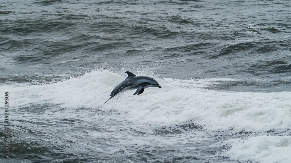 Naklejka premium A pair of dolphins leaping together above the waves in the ocean.