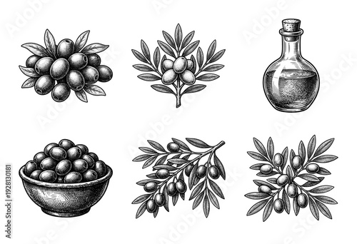 Set of vintage woodcut style olive branch illustrations featuring a bottle of oil, bowl of olives, and decorative leafy sprigs.