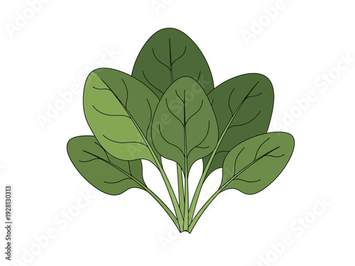 Clump of stylized dark green spinach leaves on a white background