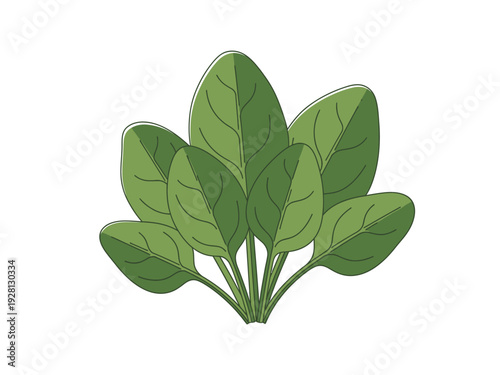 Illustration of a bunch of dark green spinach leaves with light outlines