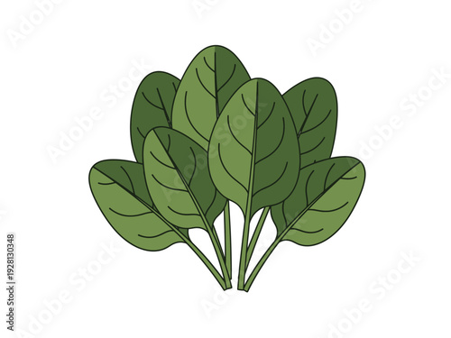 Illustration of a bunch of dark green spinach leaves with thin outlines