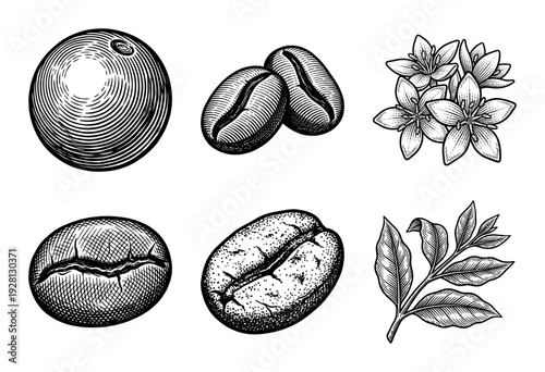 Vintage woodcut style collection of coffee plant elements including roasted beans, cherry, flowering blossoms, and leaves for agricultural design.