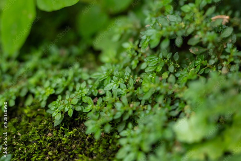 Fototapeta premium Close up of tiny green plants growing over green moss