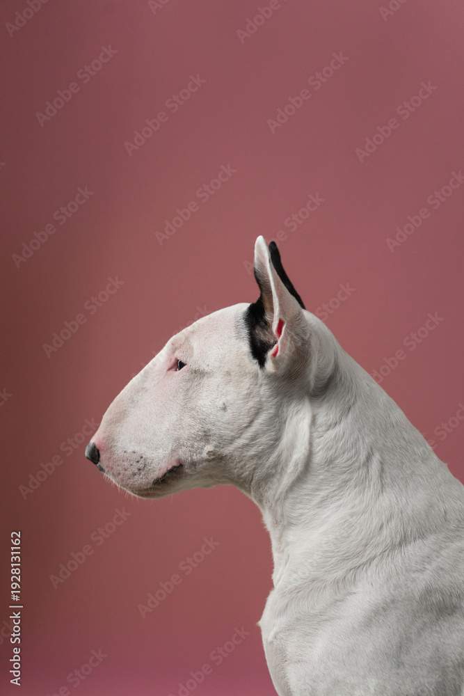 Fototapeta premium Bull Terrier Side Portrait Facing Right Studio Shot, Elegant studio portrait showing Bull Terrier profile.