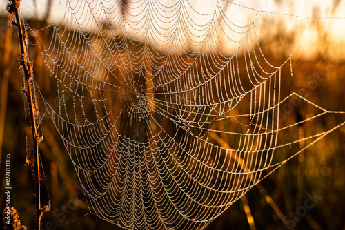 Photos spider web with dew drops