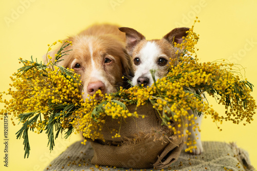 Toller and Jack Russell Terrier Surrounded by Mimosa Flowers for March 8 Celebration