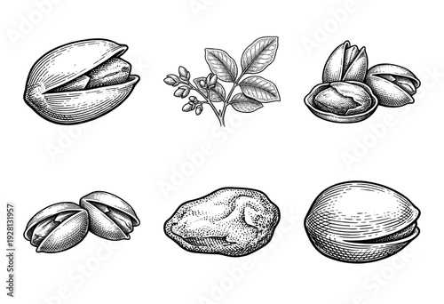 Vintage pistachio nut sketches featuring organic seeds leaves and cracked shells in a detailed hand drawn engraving style