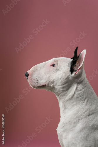 Calm Bull Terrier Profile on Pink Background: Studio portrait of white Bull Terrier in side view.